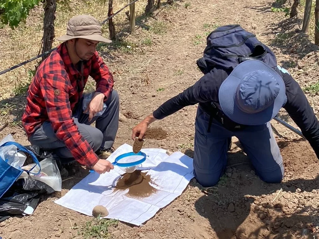 Two geochemists sieving a soil sample beside a sampling pit in a vineyard